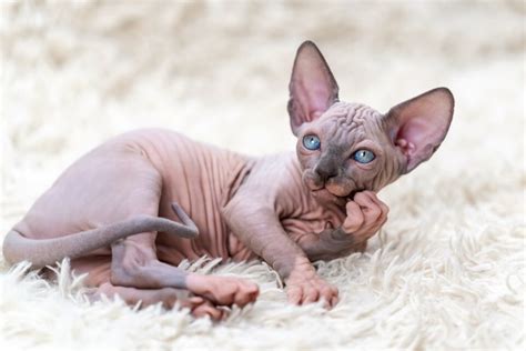 TOP 10 BEST Sphynx Cat in Fremont, CA 